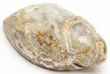 Chalcedony Replaced Gastropod With Sparkly Quartz - India #225585-1